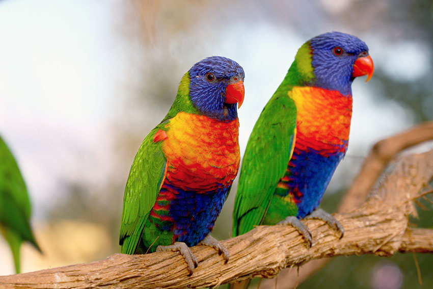 The Different Types Of Parrot Parrots Guide Omlet US