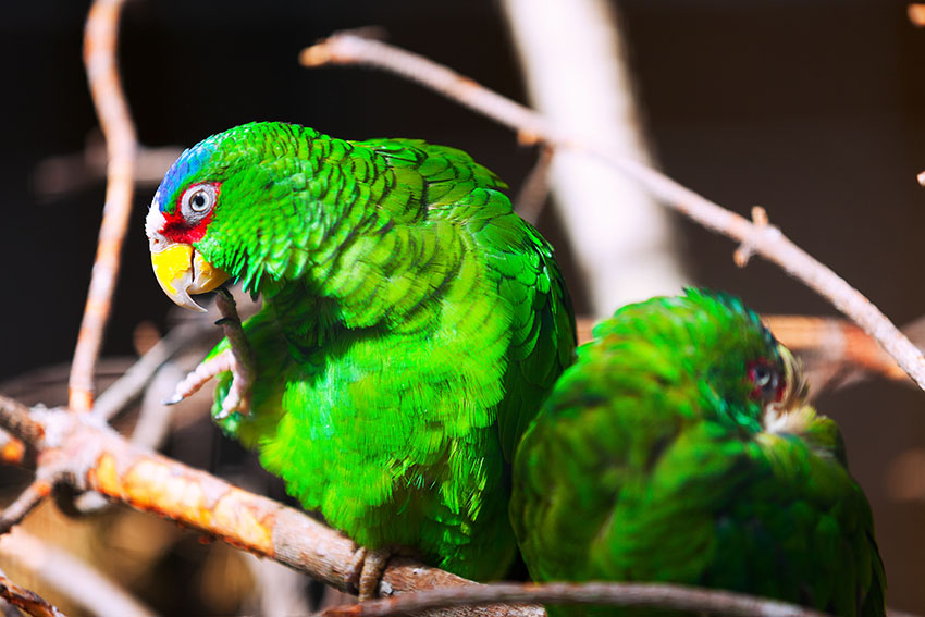 Parrot Feather Problems, Parrots and Disease, Parrots, Guide