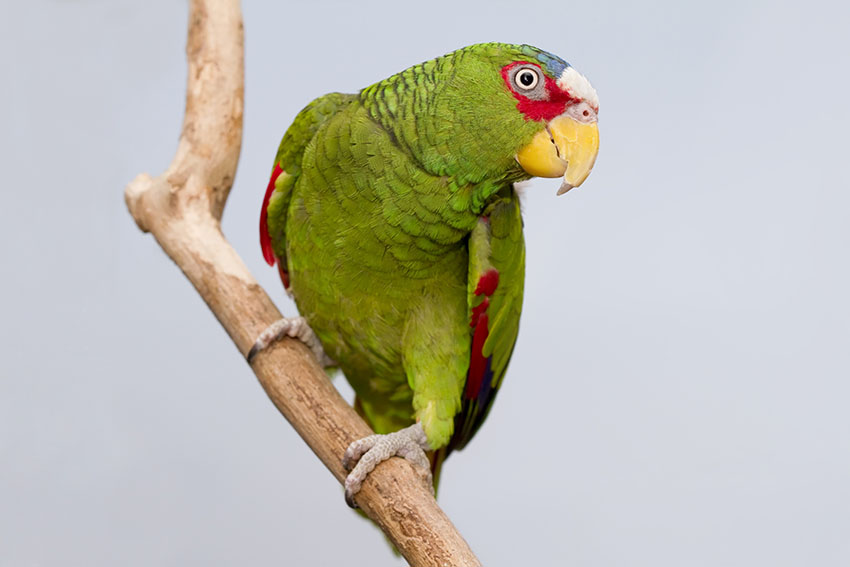Parrot Perches | Parrot Cages | Parrots | Guide | Omlet US