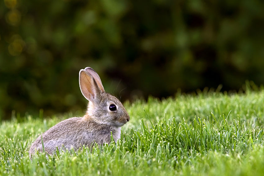 Munching bunny : r/Rabbits