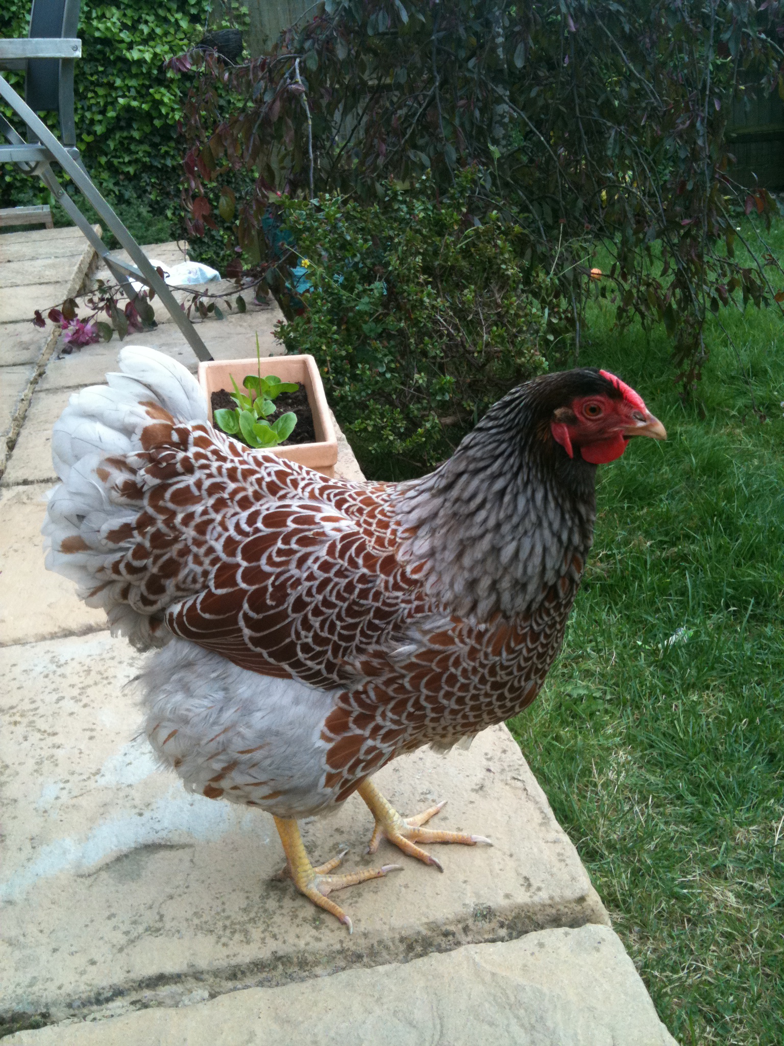 Wyandotte For Sale Chickens Breed Information Omlet 