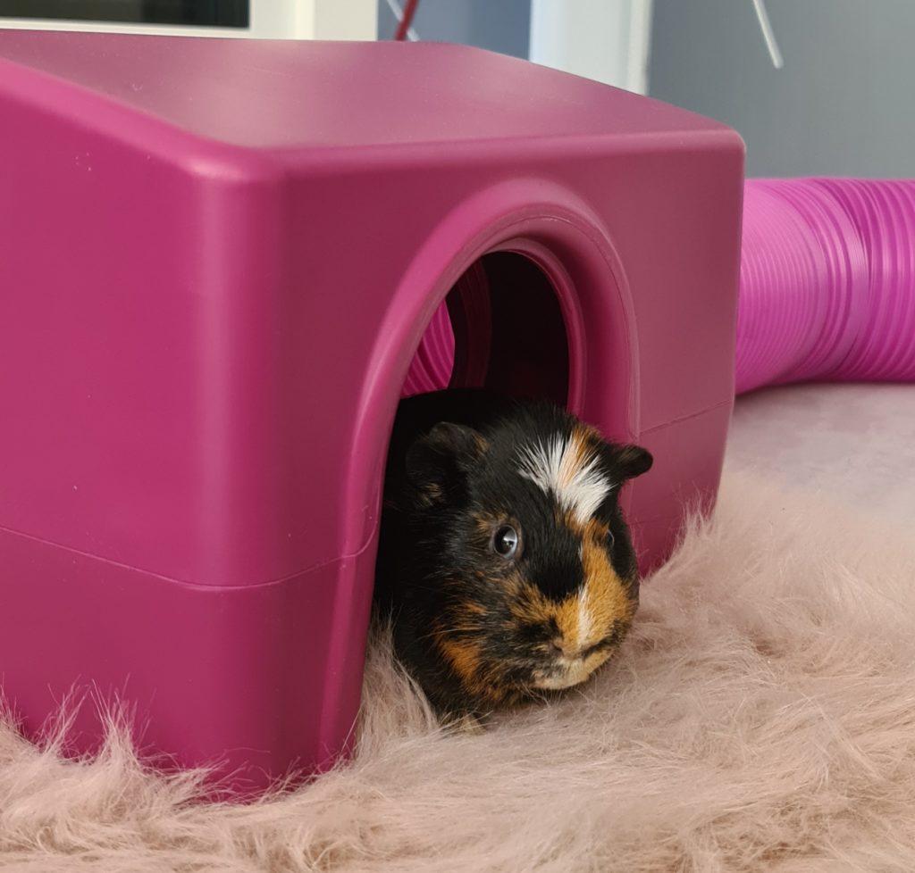 Guinea pig hot sale house plastic